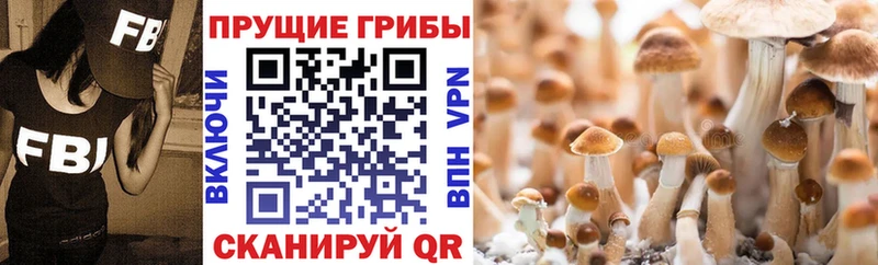 наркота  Белая Калитва  Галлюциногенные грибы GOLDEN TEACHER 